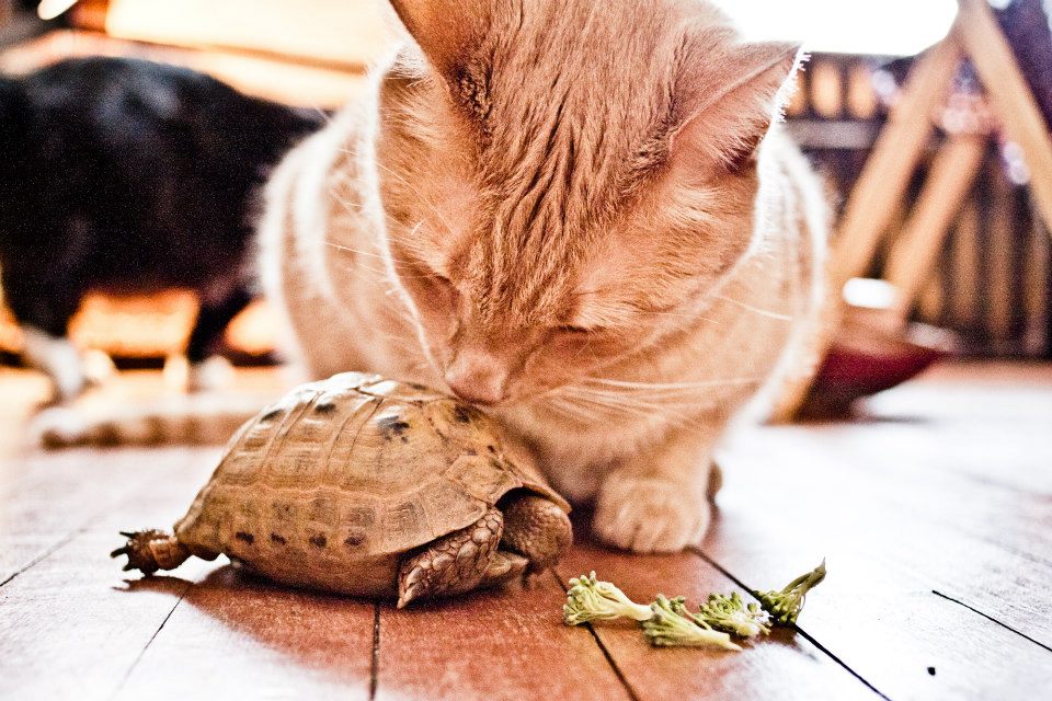 our cat Monty "kissing" our Greek tortoise Hercules.